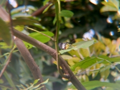 Delias hyparete