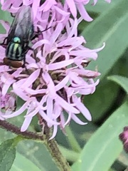 Cochliomyia