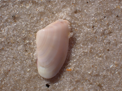 Donax variabilis