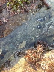 Leptasterias hexactis