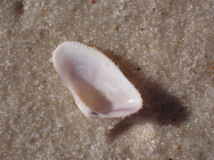 Donax variabilis