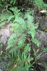 Blechnum nudum