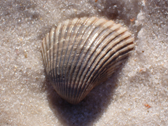 Noetia ponderosa