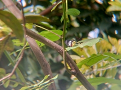 Delias hyparete