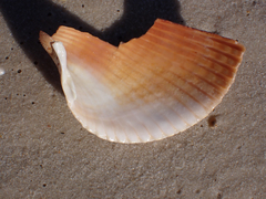 Dinocardium robustum