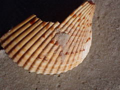 Dinocardium robustum