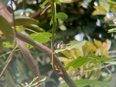 Delias hyparete