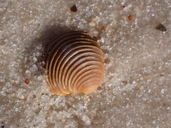 Chionopsis intapurpurea