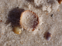 Chionopsis intapurpurea
