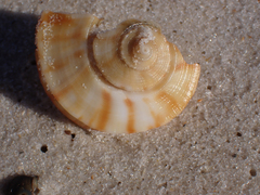 Fulguropsis spirata