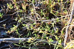 Salicornia pacifica