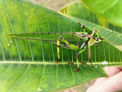 Ephippitytha trigintiduoguttata