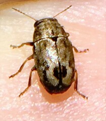 Pachybrachis hepaticus