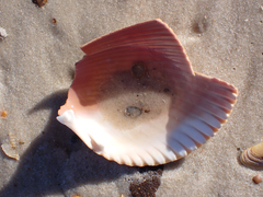 Dinocardium robustum