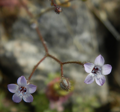 Gilia