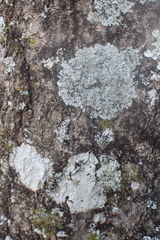 Heterodermia albicans