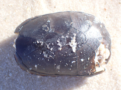Kinosterninae