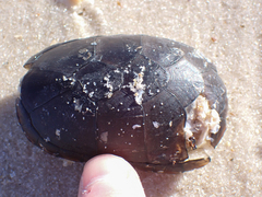 Kinosterninae