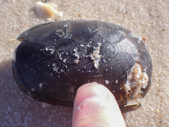 Kinosterninae