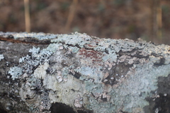 Caliciaceae