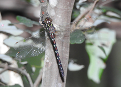 Austroaeschna pulchra