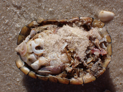 Kinosterninae