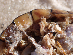 Kinosterninae