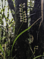 Dendrochilum