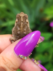 Rhinella arenarum