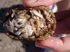 Kinosterninae