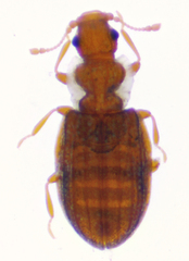 Cartodere constricta