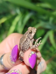Rhinella arenarum