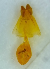 Argyrotaenia provana