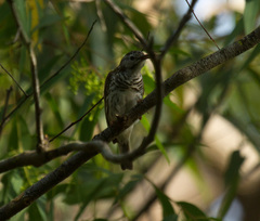 Ramsayornis fasciatus