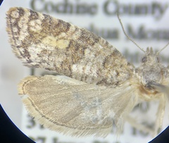 Argyrotaenia provana