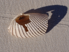 Cyrtopleura costata