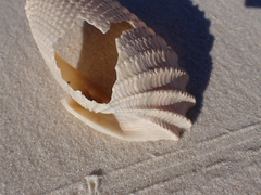 Cyrtopleura costata