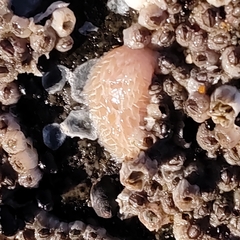 Aeolidia