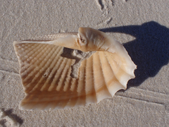Cyrtopleura costata