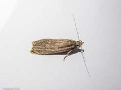 Anisoplaca ptyoptera