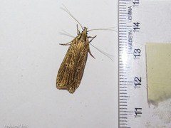 Anisoplaca ptyoptera