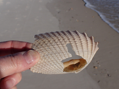 Cyrtopleura costata