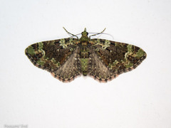 Pasiphila bilineolata