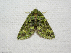 Austrocidaria callichlora