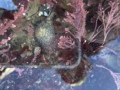 Acanthodoris rhodoceras
