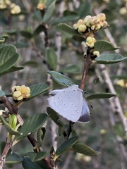 Celastrina echo