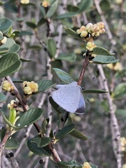 Celastrina echo