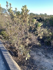 Eriodictyon crassifolium