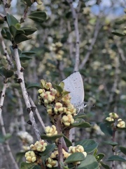 Celastrina echo
