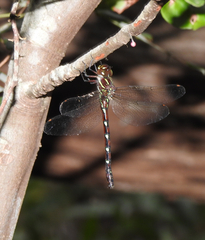Austroaeschna pulchra